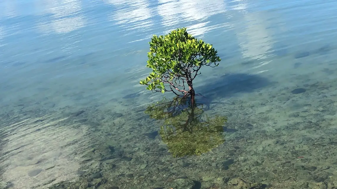 Image of a tree floating on water