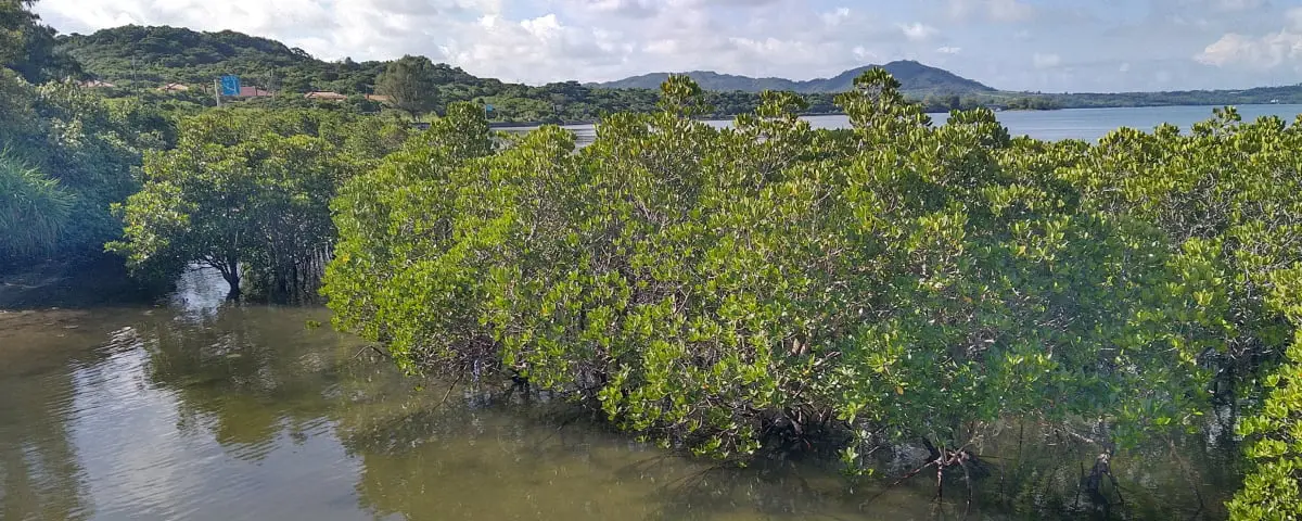 Forests and Rivers