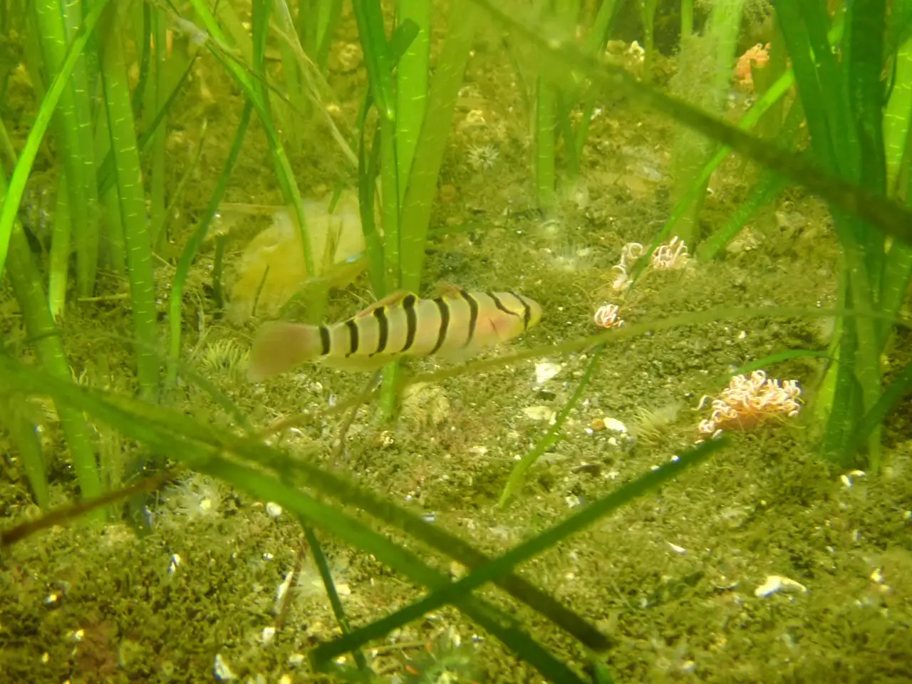 横浜港の臨港パークにアマモ藻類や魚が住める環境づくり