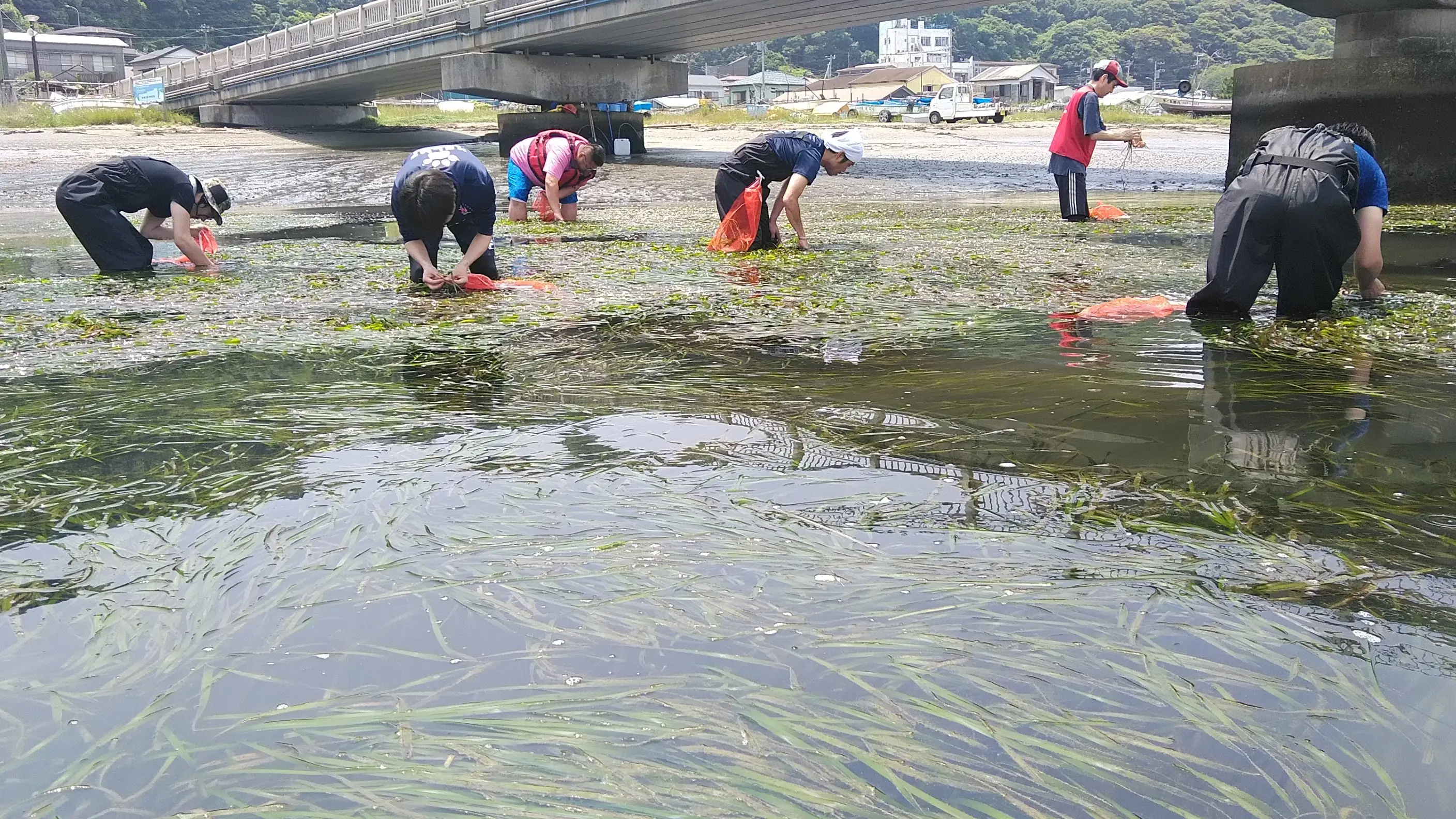 海の生き物を育む”海のゆりかご“アマモ場再生活動